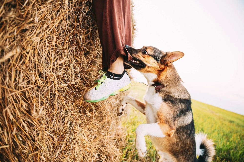 why-does-my-dog-keep-biting-matthew-s-shrum-law-office