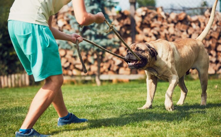 what-is-a-dangerous-dog-under-texas-law-matthew-s-shrum-law-office